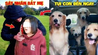 Thú Cưng Vlog | Trứng Bạc Và Trứng Vàng #33 | Chó gâu đần thông minh vui nhộn | Funny pets smart dog