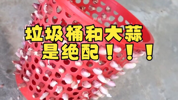 大蒜和垃圾桶居然是绝配！！这样种蒜苗让人惊喜！