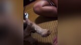 😂😂🤣 dog dogs doggo puppy funnyvideo dogsofttiktok