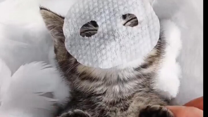 ร้านเสริมสวยแมว