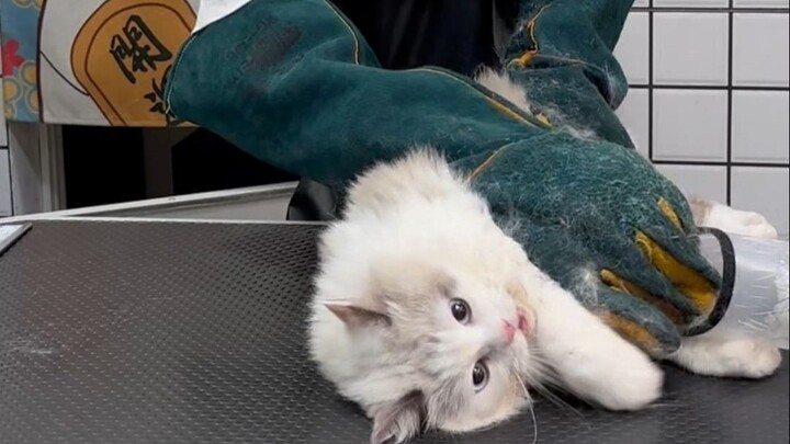Chăm sóc tắm gội cho mèo Ragdoll đáng yêu