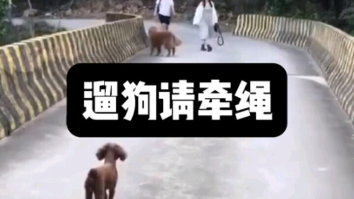 พาสุนัขเดินเล่นต้องจูงด้วยสายจูงเสมอ! อย่าลืมเด็ดขาด