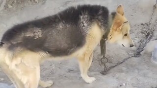 狗子：这辈子没吃过这么大的亏