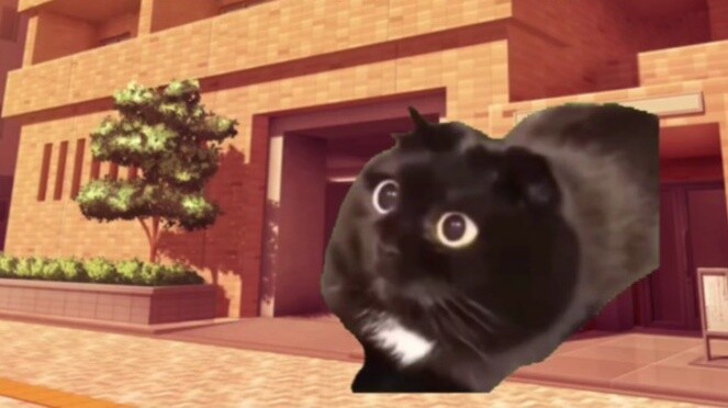 [Cat meme] Khi bố tổ chức họp phụ huynh cho tôi, ông quên mất tôi học lớp mấy