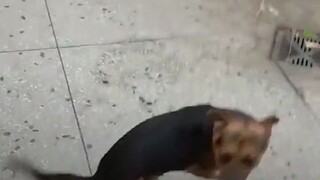 ردود فعل الكلاب بعد لمّ الشمل مع أصحابها~ يكادون يُعلنون للعالم أجمع أنهم كانوا ينتظرونك، وأنك بكل ب