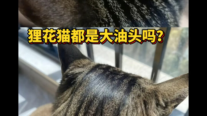 Apakah benar hanya kucing macan tutul yang punya rambut berminyak?