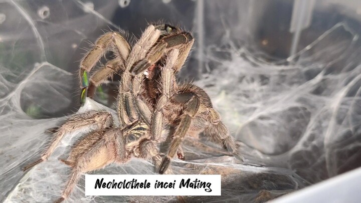 Trinidad Olive Tarantula Mating