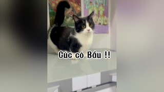 Chấn động thực sự cat mèo