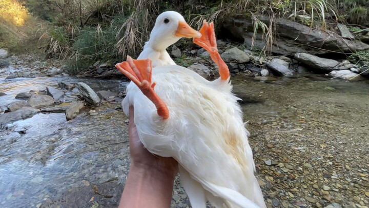 ความสนุกของการเล่นน้ำริมแม่น้ำของเป็ดคอลสามตัว