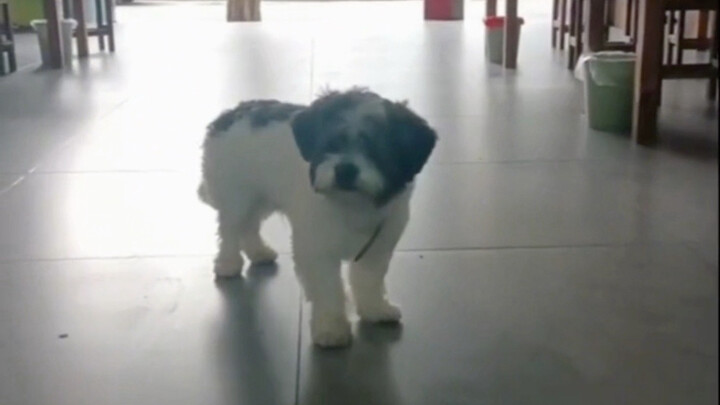 ลูกหมา: “คุณป้าสวัสดี ไล่ฝูอยู่บ้านไหม?”