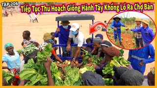 Tiếp Tục Thu Hoạch Giống Hành Tây Khồng Lồ Đem Ra Chợ Bán
