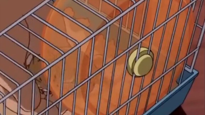 hamster yang sangat lucu