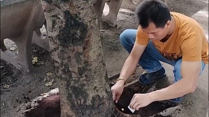 ปิดแผ่นทองคำเปลว หลังจากนำกากกาแฟมาเทรอบโคนต้นไม้วัด เพื่อเป็นพุทธบูชา วัดธรรมนาวา พระนครศรีอยุธยา