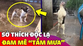 Chú Boss có sở thích 'TẮM MƯA' khiến ai nấy không khỏi 'TRẦM TRỒ' thích thú 😂 Gâu Đần