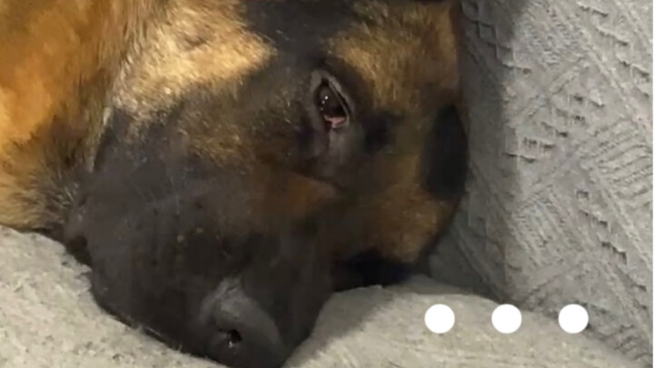 Menghabiskan setengah jam menyiapkan makanan anjing, tapi ia sama sekali tidak menyentuhnya; rupanya