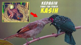 Mengapa Burung Kedasih Bertelur di Sarang Burung Lain? - Brood Parasites