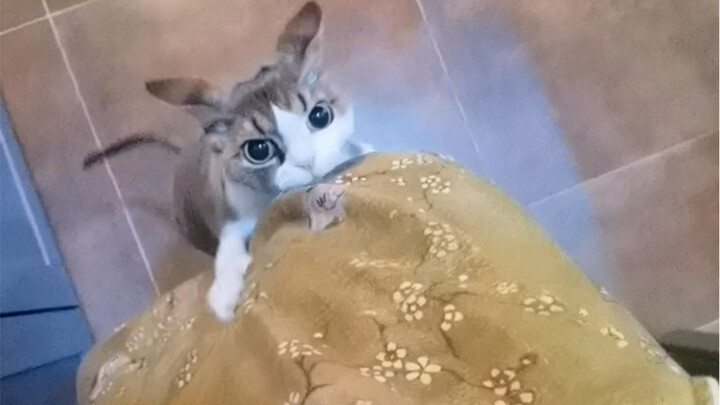 Treated like a pet… how did I suddenly become a “mole”?!