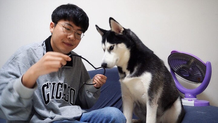 [Animals]Punishing trouble-maker Huskies