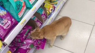 ktika kucing masuk Indomaret 🗿