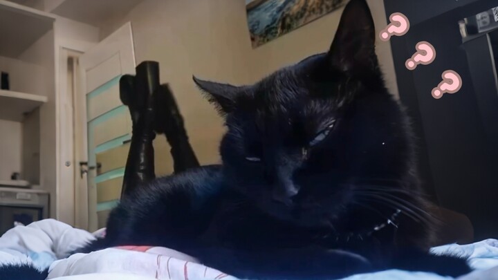 《Đại hội hành vi kỳ lạ của động vật 454》