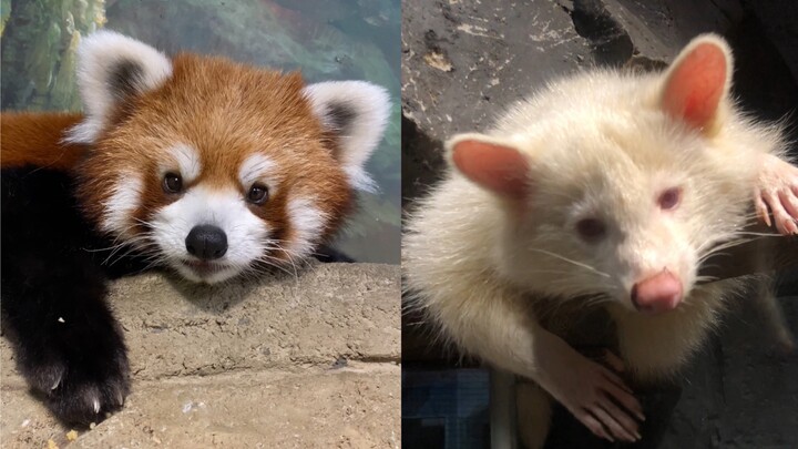 สรุปแล้วใครยังแยกแพนด้าแดงกับขนมกรอบไม่ออกกันนะ! 30 วินาทีสอนคุณให้จำแนกได้อย่างรวดเร็ว!