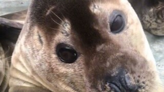 Seals look a lot like pigs, but their personalities are more like little dogs!