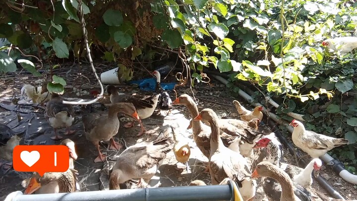 campos galinhas e patos