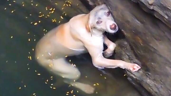 小狗被坏人扔进数十米深井，泡在水中虚脱无助，好心人出手相救。