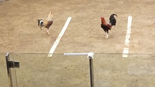 bulikbabalik panis ang kalaban