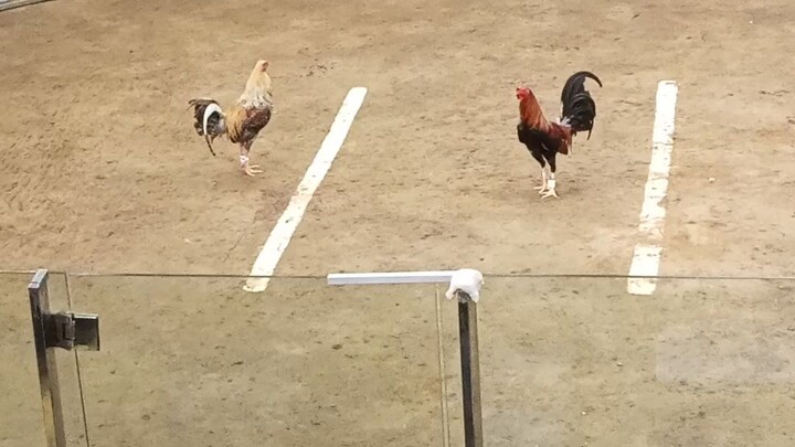 bulikbabalik panis ang kalaban