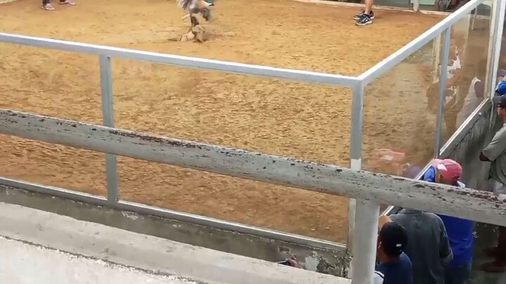 Sabong Dragon Cockpit Arena