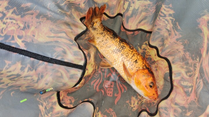 Today I went to Liantang with my buddies, guided by Teacher Liu Shengbo! I finally caught a fish—so 