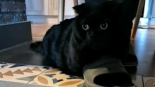 这三块膏药，你们谁想要赶紧拿走！我太难了！