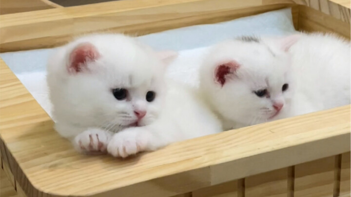 Khi mèo con gặp bún ốc…