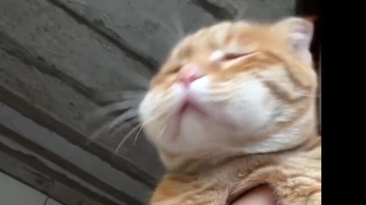 饱饱对不起 笑得太大声了