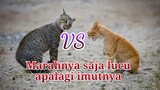 [Eng/Indo Sub] Video Tingkah Lucu Pertengkaran Kucing Viral Bikin Ngakak - Funny Dubbing