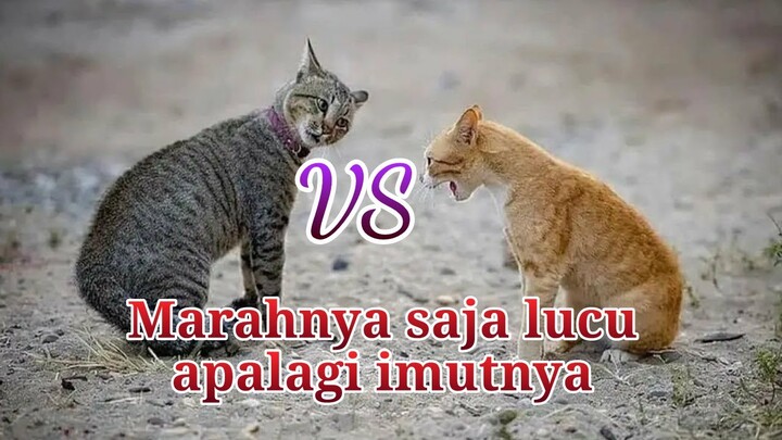 [Eng/Indo Sub] Video Tingkah Lucu Pertengkaran Kucing Viral Bikin Ngakak - Funny Dubbing