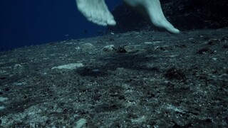 UNDER WATER FREE DIVING