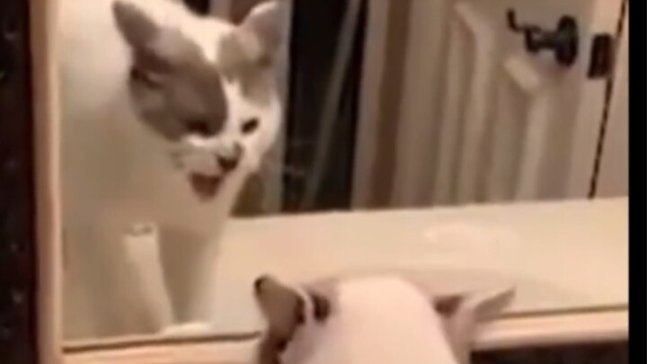 This Is Why I Love Raising Cats