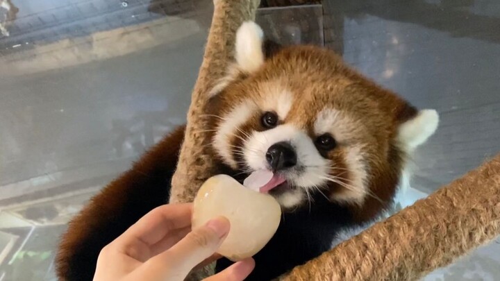 Giữa ngày hè nóng bức, các bé gấu trúc nhỏ sao có thể thiếu món kem táo được chứ?