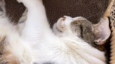 Sven Snoring
