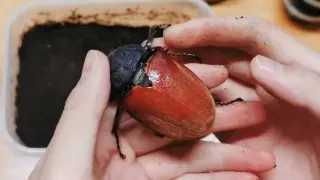【Reptile Pet】super-beautiful beetles like gems!