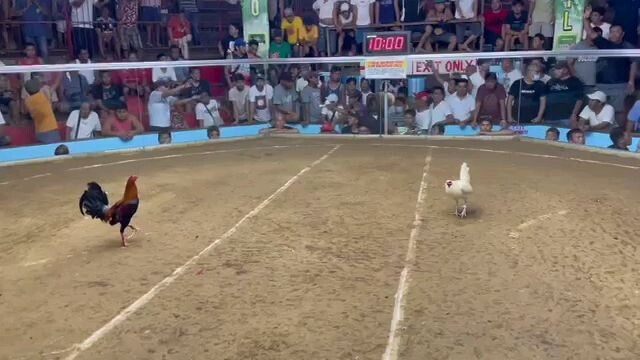 CHAMPION 3 COCK CATANDUANERS MAYORS LEAGUE DERBY SWHITES WIN