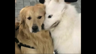 第一次在狗身上看到了左右为难，贪吃的小金毛在妈妈和冰激淋之间反复横跳，也太可爱了吧！