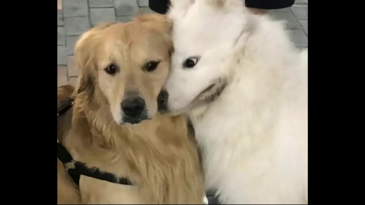 Lần đầu tiên thấy một con chó rơi vào tình thế tiến thoái lưỡng nan, chú chó Golden nhỏ ham ăn cứ lầ