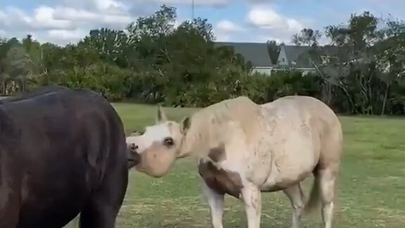 [Smart Horse TV]