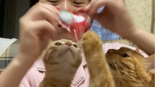 Cod Burger + Fries = Cat Killer