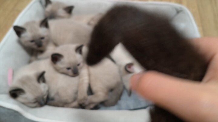 Kakak, kalian sedang apa nih meong?