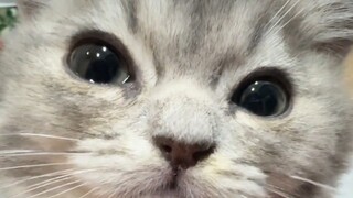 Beginilah cara anak kucing memanipulasi manusia!
