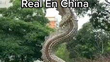 Real Chinese dragon.